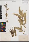 Foto von Salix fragilis L.